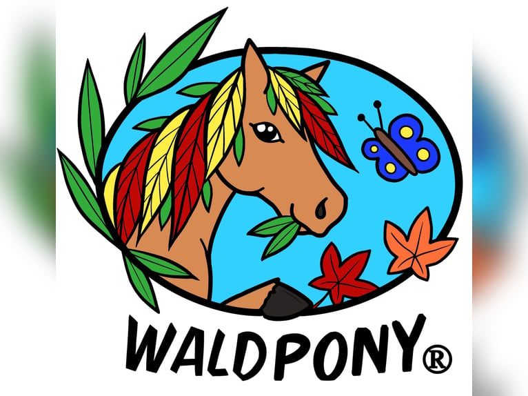 Training in Pony-Motion® Riding Pedagogy