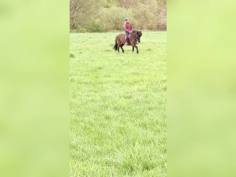 Biete privaten mobilen Reitunterricht 