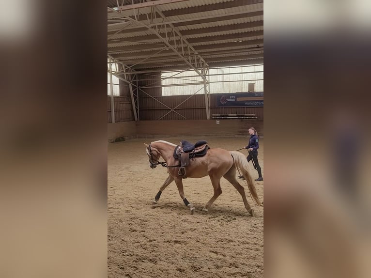 Biete privaten mobilen Reitunterricht 