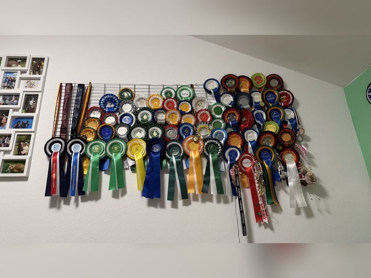 Biete Reitunterricht rund um 83620 Feldkirchen-Westerham