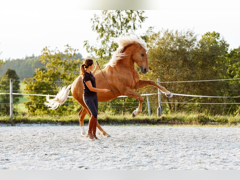 Bodenarbeits- und Reitunterricht