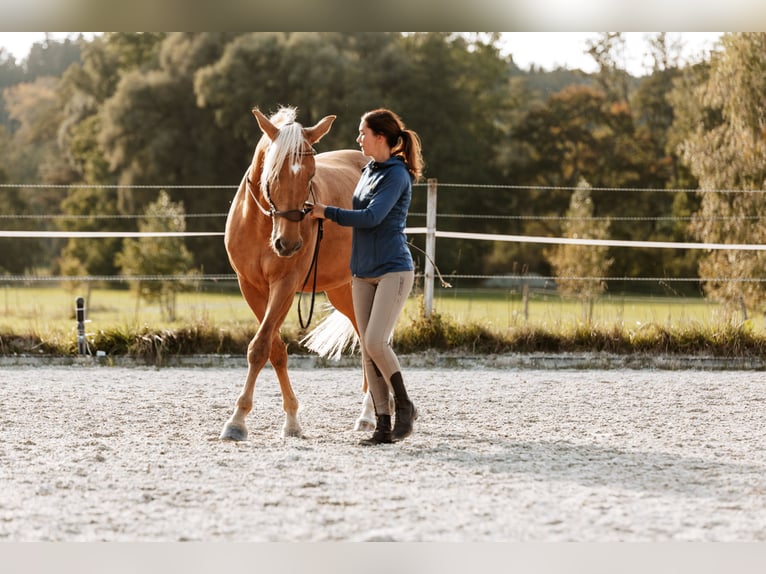 Bodenarbeits- und Reitunterricht