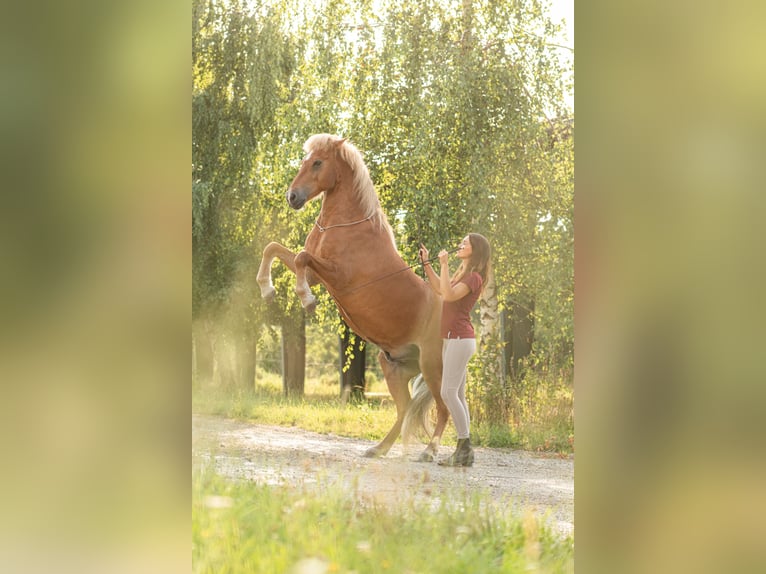 Bodenarbeits- und Reitunterricht