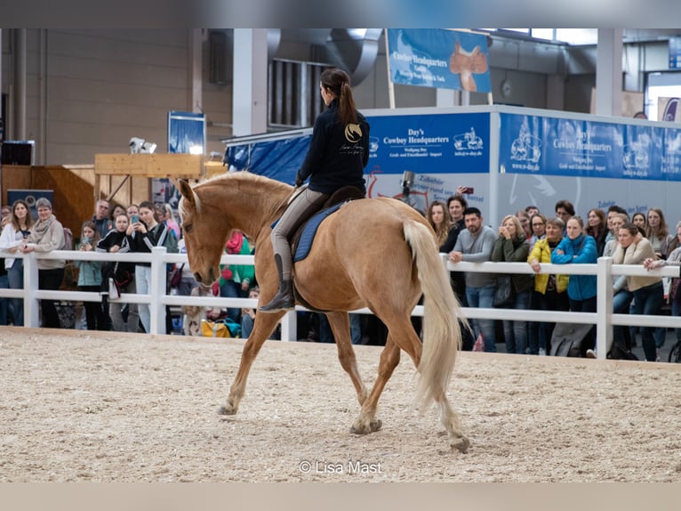 Bodenarbeits- und Reitunterricht