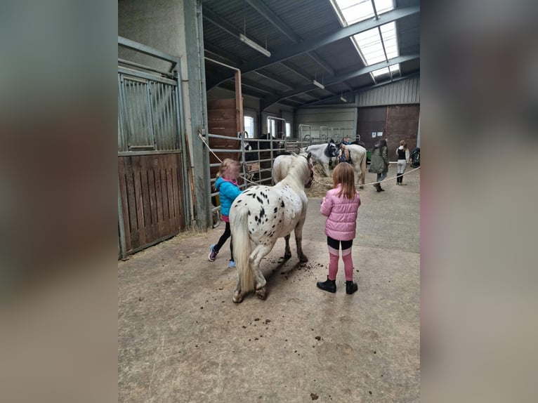Children's birthday party at the riding stables
