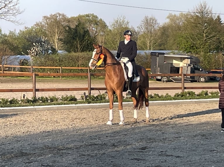 Dressage training, sales, and training of dressage horses up to Grand Prix level