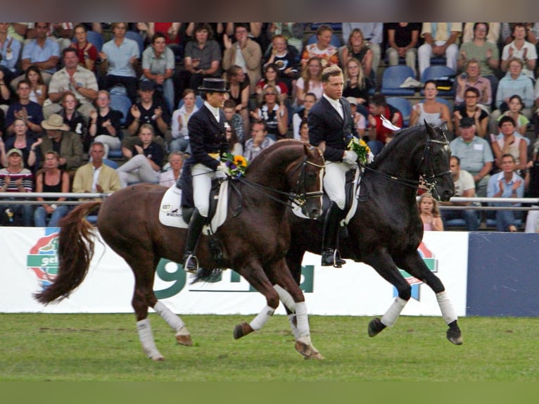 Dressage training, sales, and training of dressage horses up to Grand Prix level