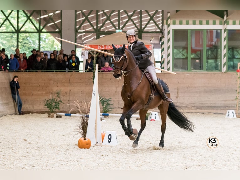 Einführung in die Grundlagen der Working Equitation - mobiler Unterricht/mobile Trailkurse