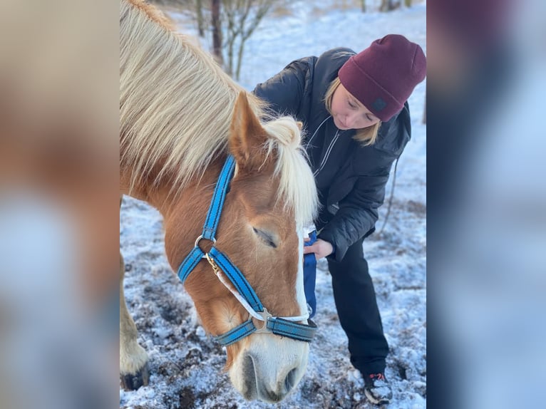 Gesunderhaltung Pferd und Reiter 