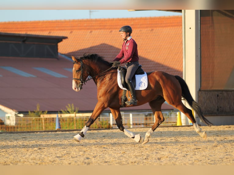 Holistic riding lessons on school horses / your own horse, dressage, dressage training, and much mor