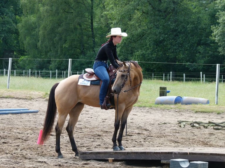 Individuelles Pferdetraining, Pferdeosteopathie, TGT, OsteoConceptCoach, NRW  