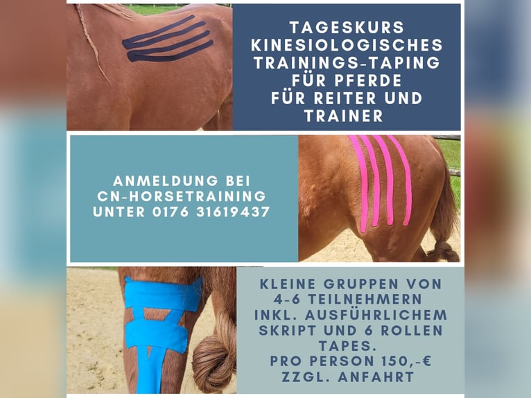 Individuelles Pferdetraining, Pferdeosteopathie, TGT, OsteoConceptCoach, NRW  