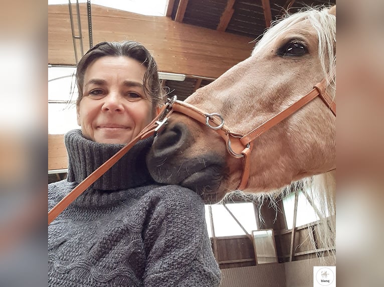 Lizensierter Trainer Akademische Reitkunst Reitunterricht