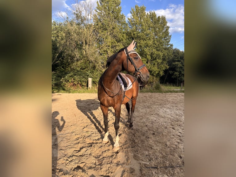 Looking for a mobile riding instructor
