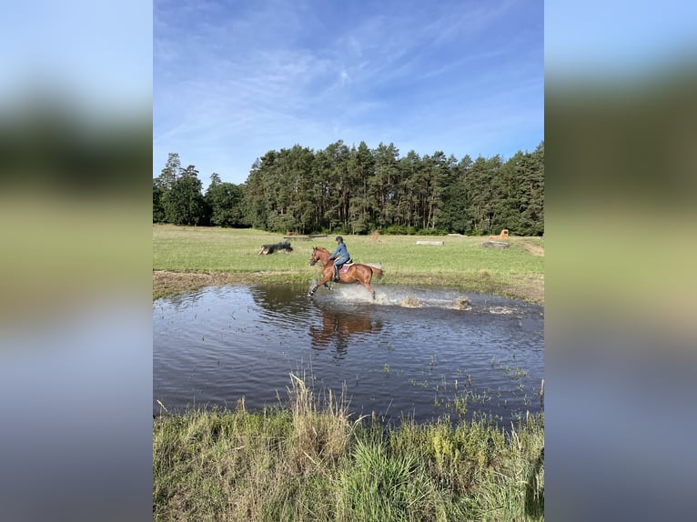 MindRide Training, Reitunterricht, Bodenarbeit