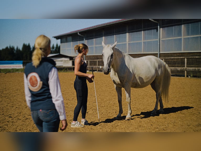MKA Martin Kreuzer Horsemanship Academy Trainer