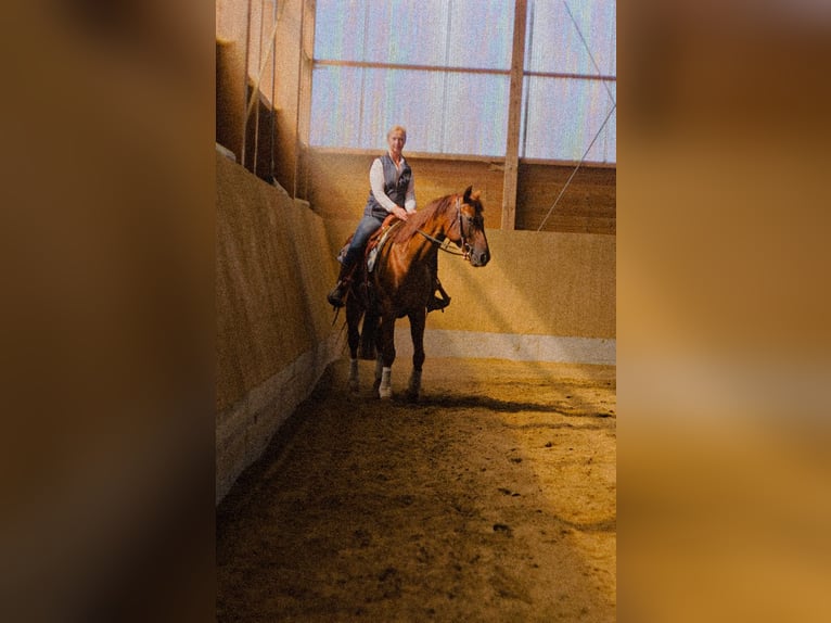 MKA Martin Kreuzer Horsemanship Academy Trainer