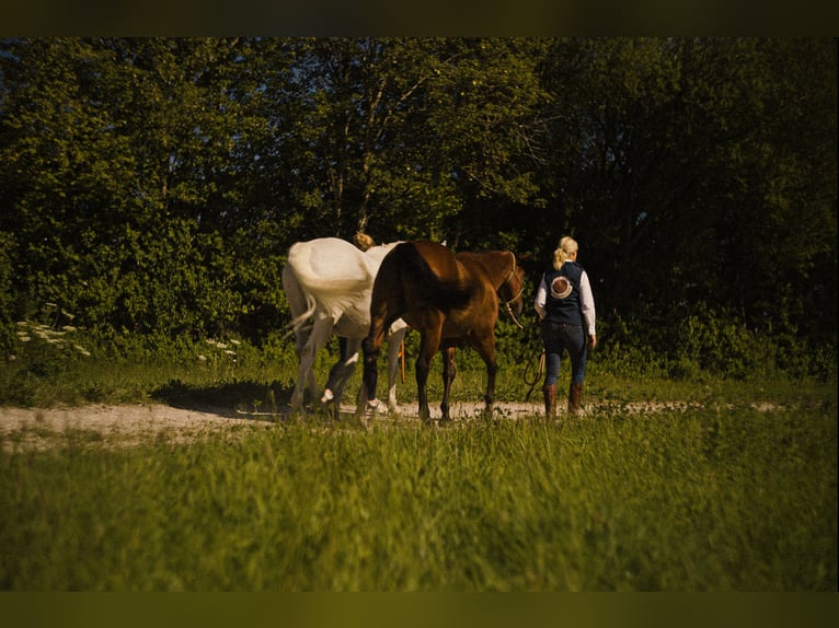 MKA Martin Kreuzer Horsemanship Academy Trainer