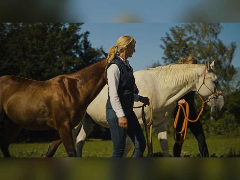 MKA Martin Kreuzer Horsemanship Academy Trainer