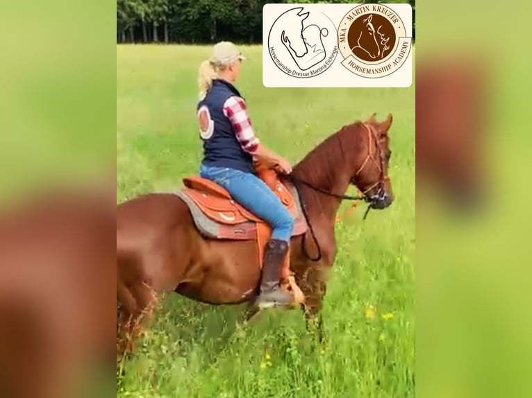 MKA Martin Kreuzer Horsemanship Academy Trainer