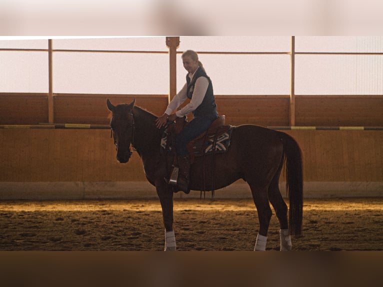 MKA Martin Kreuzer Horsemanship Academy Trainer