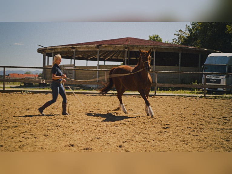 MKA Martin Kreuzer Horsemanship Academy Trainer