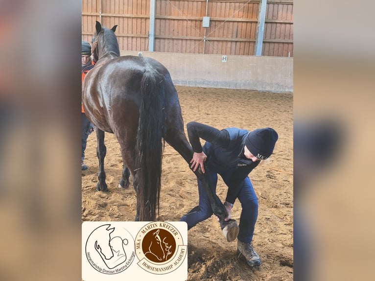 MKA Martin Kreuzer Horsemanship Academy Trainer