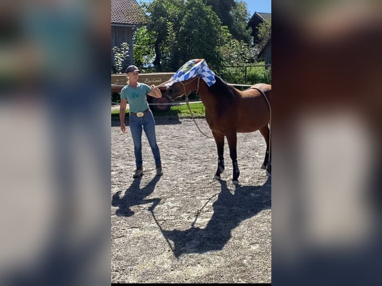 MKA Martin Kreuzer Horsemanship Academy Trainer