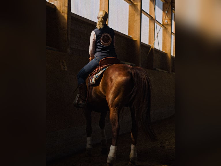 MKA Martin Kreuzer Horsemanship Academy Trainer