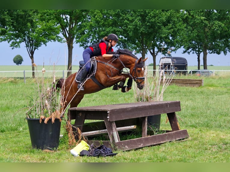 Mobile lessons ‧ Pony riding lessons ‧ Young horse training