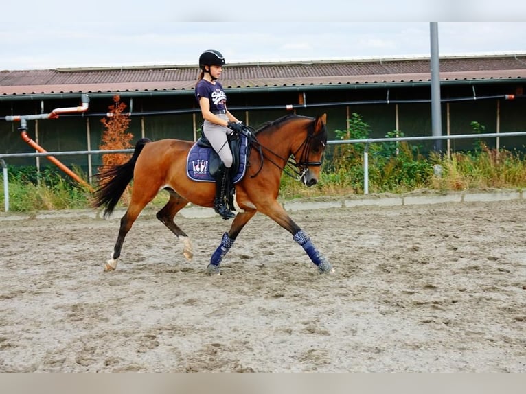 Mobile lessons ‧ Pony riding lessons ‧ Young horse training