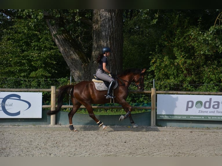 Mobile lessons ‧ Pony riding lessons ‧ Young horse training
