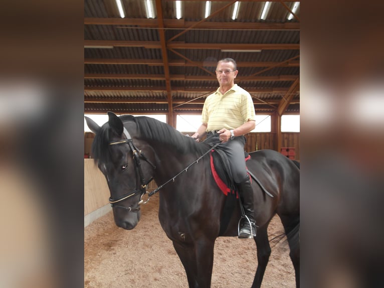 Mobile riding instructor (FN-certified Trainer A for competitive riding)