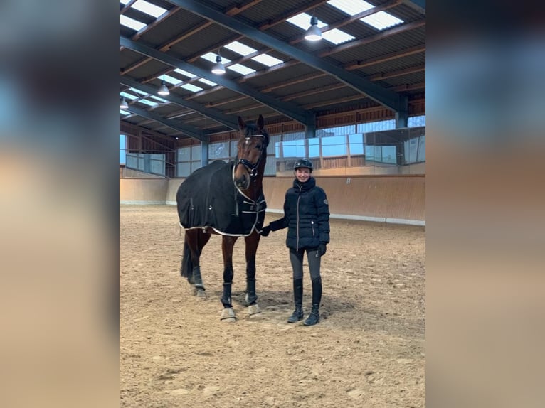 Mobile riding lessons and lungeing services