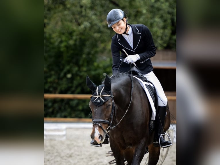 Mobile riding lessons and lungeing services