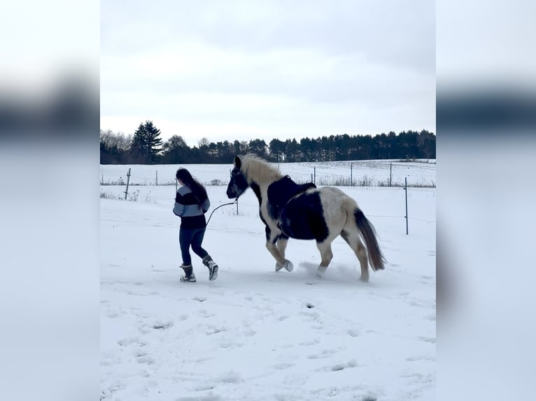 Mobile riding lessons, groundwork, and liberty work