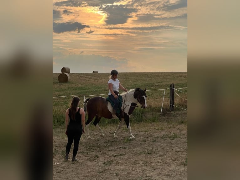 Mobile riding lessons, groundwork, and liberty work