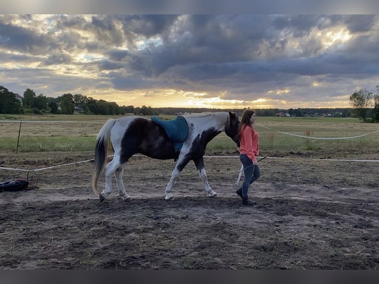 Mobile riding lessons, groundwork, and liberty work