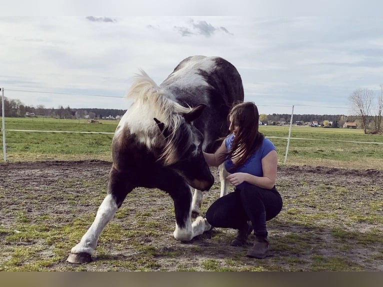 Mobile riding lessons, groundwork, and liberty work