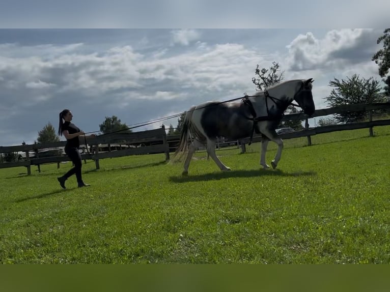 Mobile riding lessons, groundwork, and liberty work