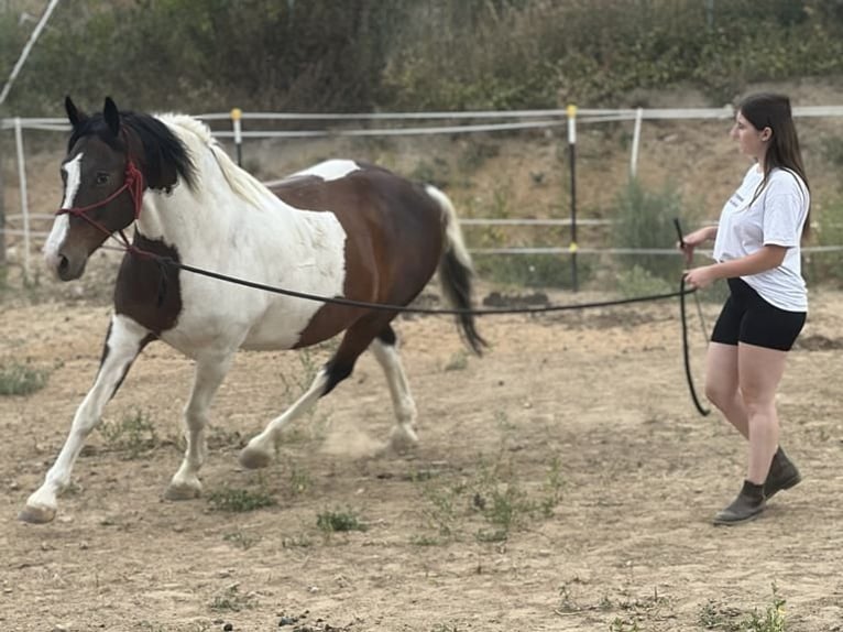 Mobile riding lessons, groundwork, and liberty work