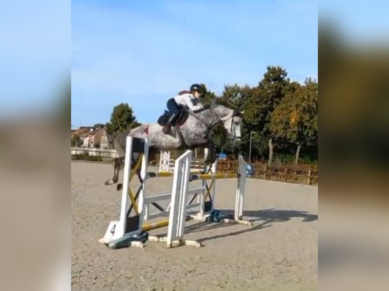 Mobiler Reitunterricht& Beritt