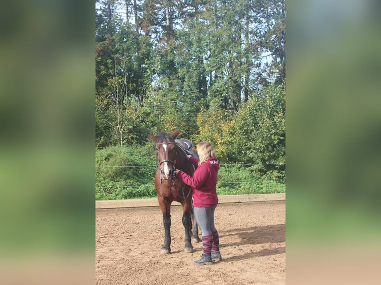 mobiler Reitunterricht Kreis Landsberg