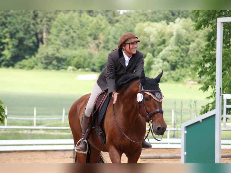 Mobiler Reitunterricht - mobiles Trailtraining - Einführung in die Grundlagen der Working Equitation