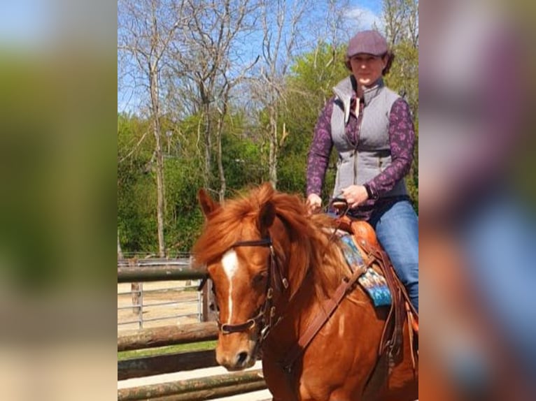Personalized horse training, equine osteopathy, TGT, OsteoConceptCoach, North Rhine-Westphalia