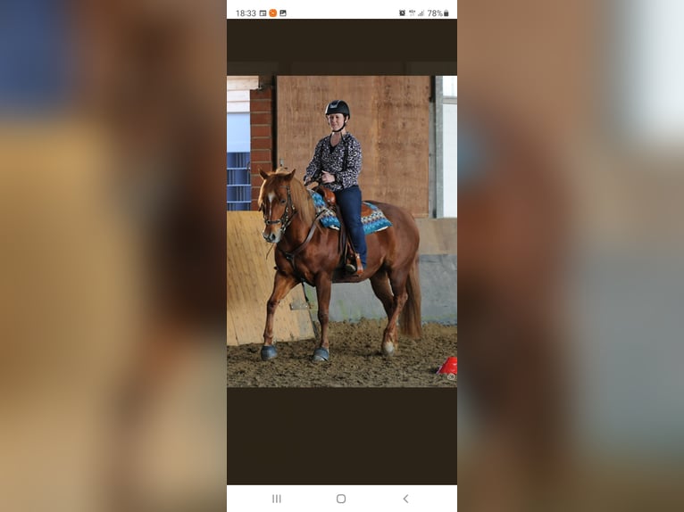 Personalized horse training, equine osteopathy, TGT, OsteoConceptCoach, NRW