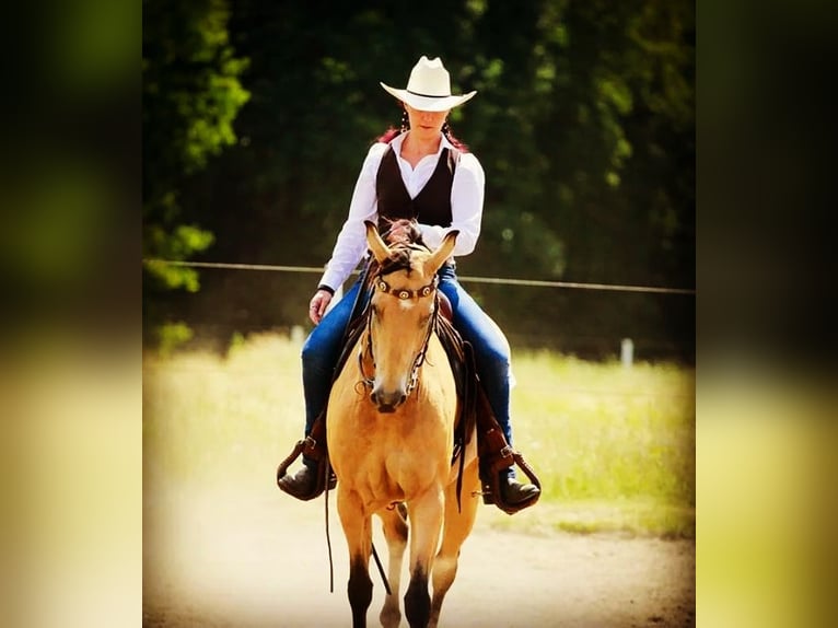 Personalized horse training, equine osteopathy, TGT, OsteoConceptCoach, NRW