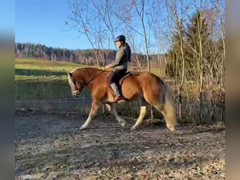 Private horse riding lessons
