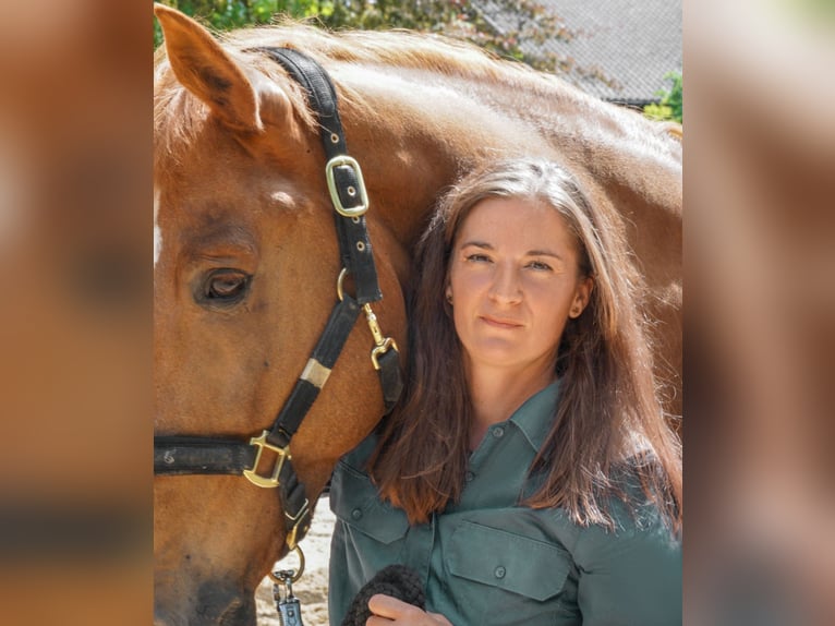 Professional riding lessons and training in the Greater Munich, Freising, and Erding areas