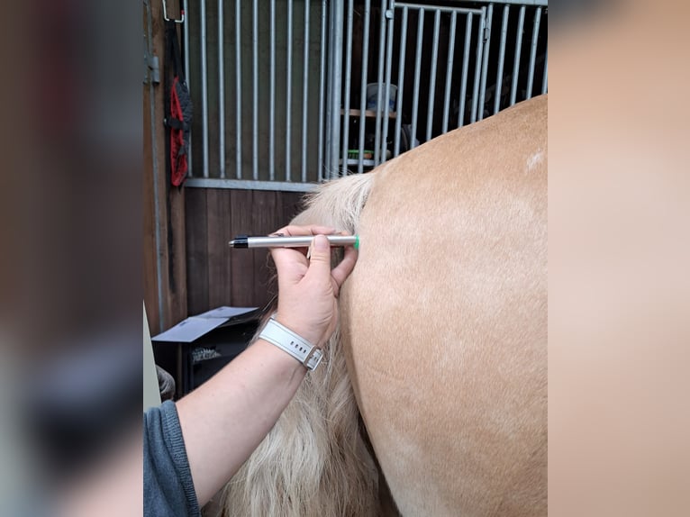 Reitunterricht & ganzheitliche Pferdetherapie - mobil